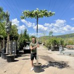 Platan javorolistý (Platanus acerifolia)  výška 250-280 cm, obvod kmeňa 10/12 cm, kont. C45L/C55L - STRECHA